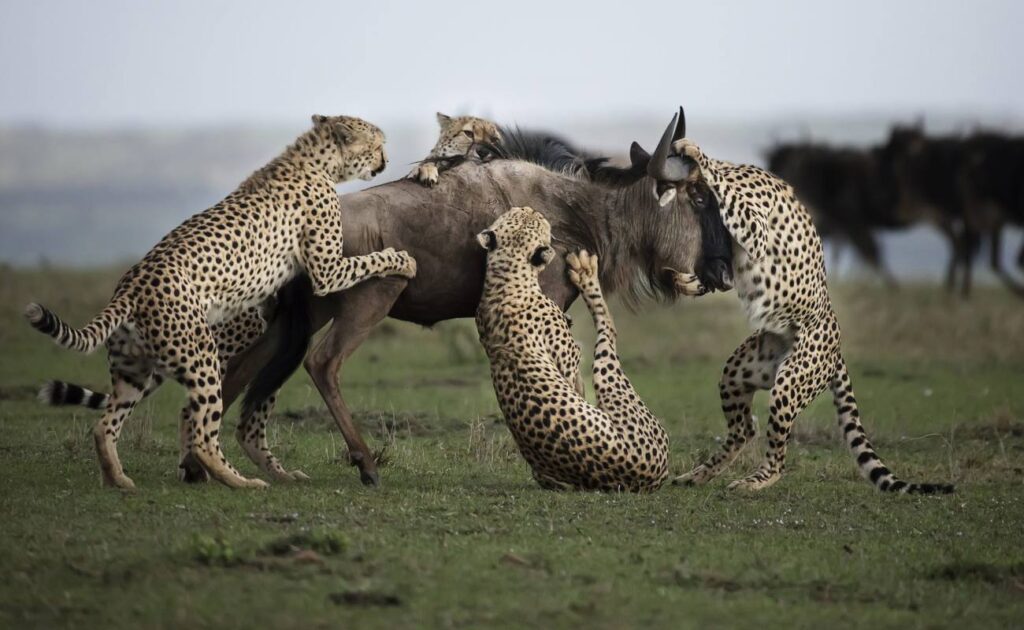 Leopards hunting down an immobilized wildebeest in Tarangire