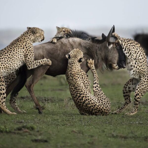 Leopards hunting down an immobilized wildebeest in Tarangire