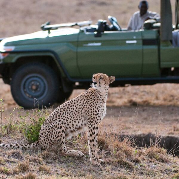 Experience the best of Lake Naivasha Mara Excursions. Explore Nairobi's vibrant culture, then venture into the wild to witness the Big Five