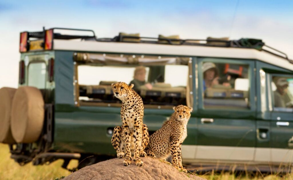 Big cats in The Mara waiting for prey