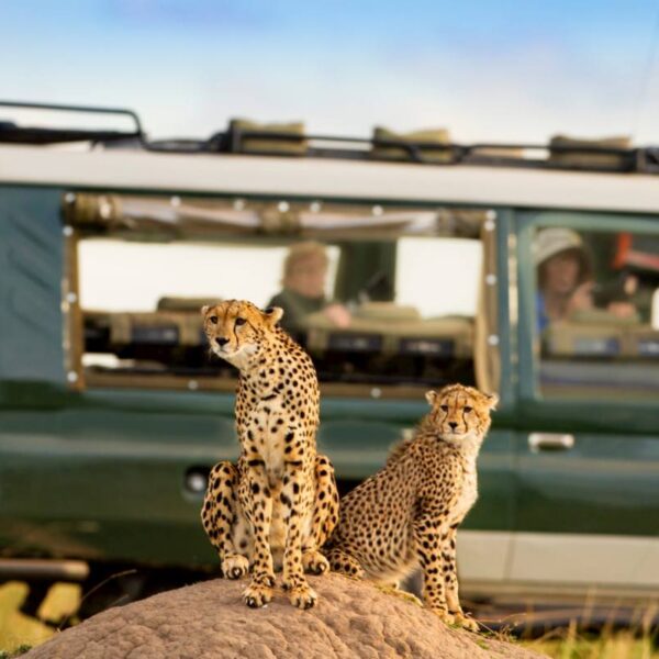 Big cats in The Mara waiting for prey