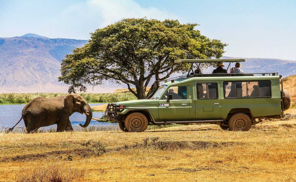 Great view of an Elephant in the Amboseli