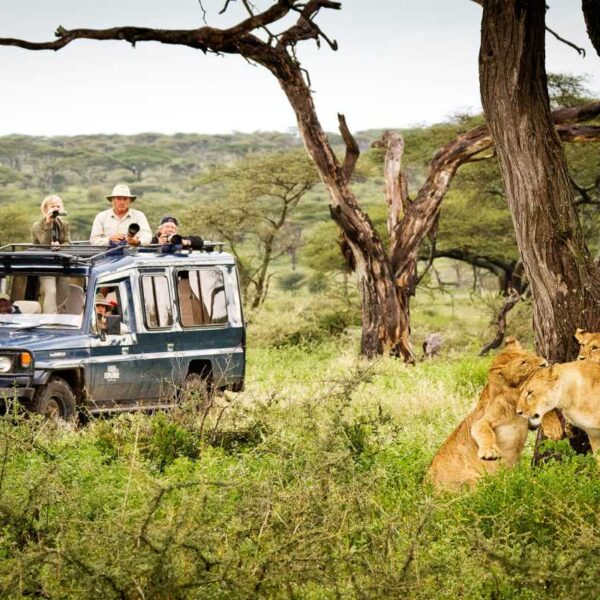 Tourists on a Safari Adventure, out in the wild witnessing lions in their natural habitats.