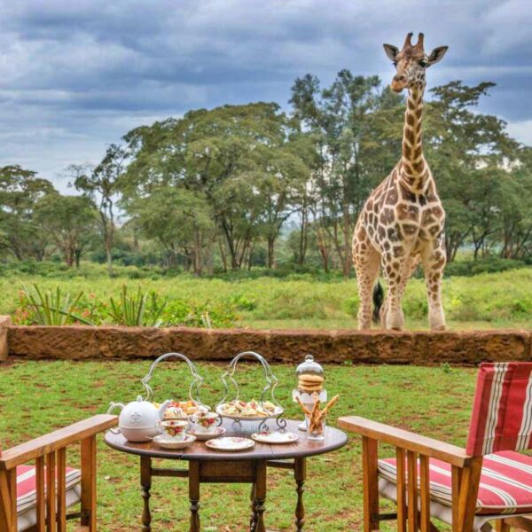 Embark on a Kenya Bush Safari adventure through the Mt Kenya