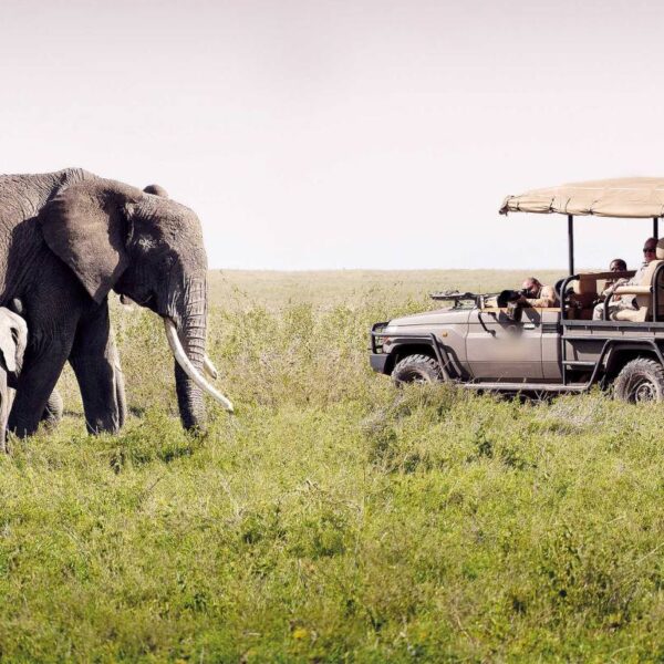 An elephant and its calf at the Ngorongoro