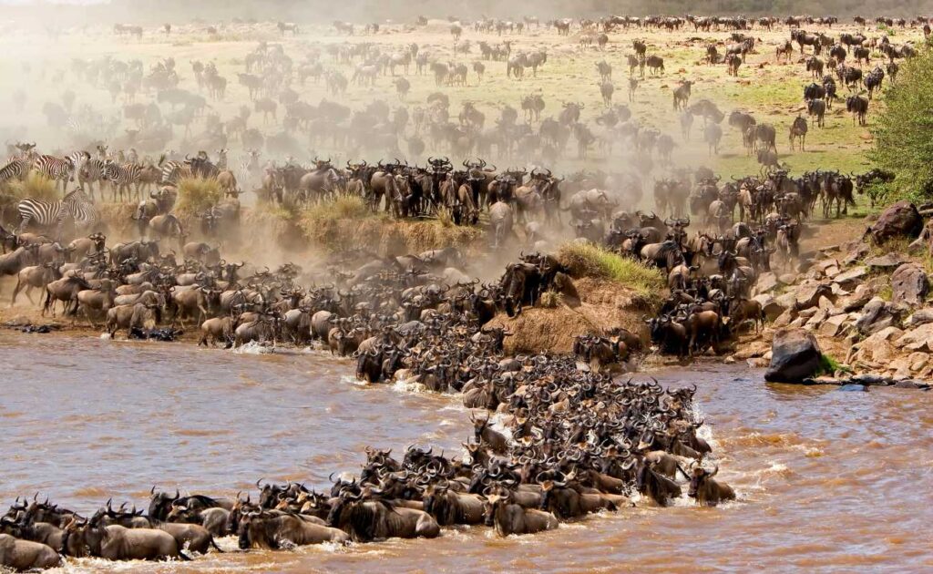 The Great Mara Migration; millions of wildebeest & zebras cross from Tanzania's Serengeti