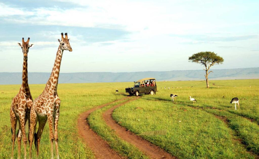 Giraffe in the Serengeti