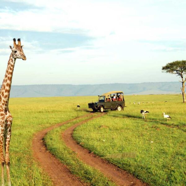 Giraffe in the Serengeti